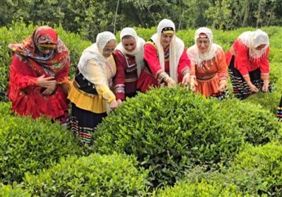 70 درصد مطالبات چین اول چایکاران لنگرود پرداخت شد