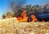 سوزاندن بقایای گیاهی حاصلخیزی خاک را از بین می برد