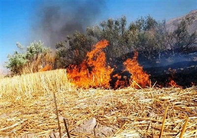 سوزاندن بقایای گیاهی حاصلخیزی خاک را از بین می برد