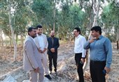 توسعه زراعت چوب و تقویت طرح‌های بیابان‌زدایی در ایلام
