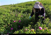 برداشت گل محمدی از مزرعه حسینیه اعظم زنجان