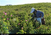 برداشت گل محمدی از مزرعه حسینیه اعظم زنجان