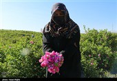 برداشت گل محمدی از مزرعه حسینیه اعظم زنجان