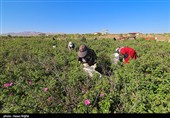 برداشت گل محمدی از مزرعه حسینیه اعظم زنجان