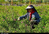 برداشت گل محمدی از مزرعه حسینیه اعظم زنجان