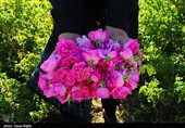 برداشت گل محمدی از مزرعه حسینیه اعظم زنجان