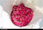 برداشت گل محمدی از مزرعه حسینیه اعظم زنجان