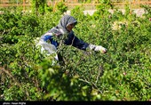 برداشت گل محمدی از مزرعه حسینیه اعظم زنجان
