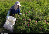 برداشت گل محمدی از مزرعه حسینیه اعظم زنجان