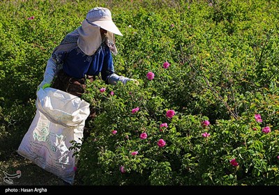برداشت گل محمدی از مزرعه حسینیه اعظم زنجان