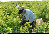 برداشت گل محمدی از مزرعه حسینیه اعظم زنجان