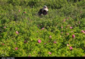 برداشت گل محمدی از مزرعه حسینیه اعظم زنجان