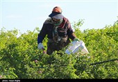 برداشت گل محمدی از مزرعه حسینیه اعظم زنجان