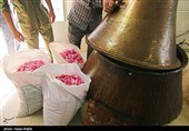 برداشت گل محمدی از مزرعه حسینیه اعظم زنجان