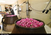 برداشت گل محمدی از مزرعه حسینیه اعظم زنجان