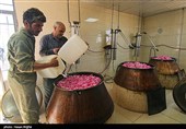 برداشت گل محمدی از مزرعه حسینیه اعظم زنجان