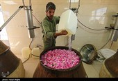 برداشت گل محمدی از مزرعه حسینیه اعظم زنجان