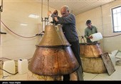 برداشت گل محمدی از مزرعه حسینیه اعظم زنجان