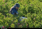 برداشت گل محمدی از مزرعه حسینیه اعظم زنجان