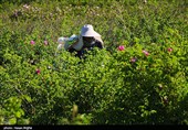 برداشت گل محمدی از مزرعه حسینیه اعظم زنجان