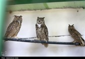 رهاسازی پرندگان شکاری در همدان