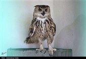 رهاسازی پرندگان شکاری در همدان