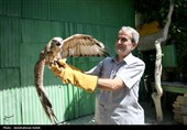 رهاسازی پرندگان شکاری در همدان