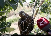 رهاسازی پرندگان شکاری در همدان