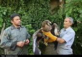 رهاسازی پرندگان شکاری در همدان