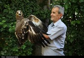 رهاسازی پرندگان شکاری در همدان