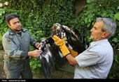رهاسازی پرندگان شکاری در همدان