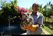 رهاسازی پرندگان شکاری در همدان