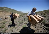 رهاسازی پرندگان شکاری در همدان