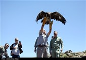 رهاسازی پرندگان شکاری در همدان