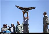 رهاسازی پرندگان شکاری در همدان