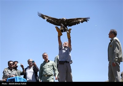 رهاسازی پرندگان شکاری در همدان