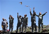 رهاسازی پرندگان شکاری در همدان