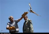 رهاسازی پرندگان شکاری در همدان