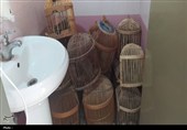 کبک‌ها در قفس خانه‌ای در سقز؛ وقتی طبیعت قربانی سرگرمی می‌شود!