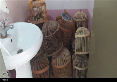 کبک‌ها در قفس خانه‌ای در سقز؛ وقتی طبیعت قربانی سرگرمی می‌شود!