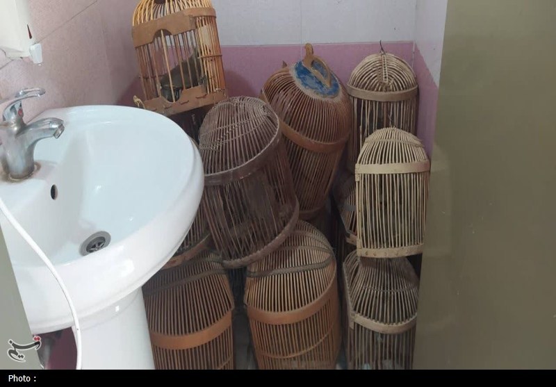کبک‌ها در قفس خانه‌ای در سقز؛ وقتی طبیعت قربانی سرگرمی می‌شود!