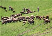 آیا واگذاری طرح‌های مرتعداری می‌تواند مانع مرگ تدریجی مراتع شود؟