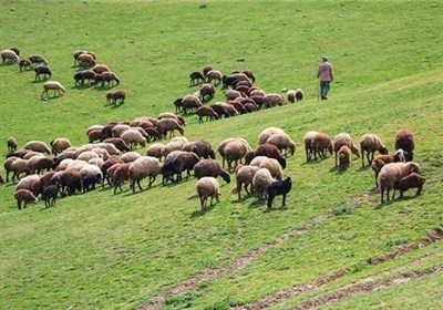 آیا واگذاری طرح‌های مرتعداری می‌تواند مانع مرگ تدریجی مراتع شود؟