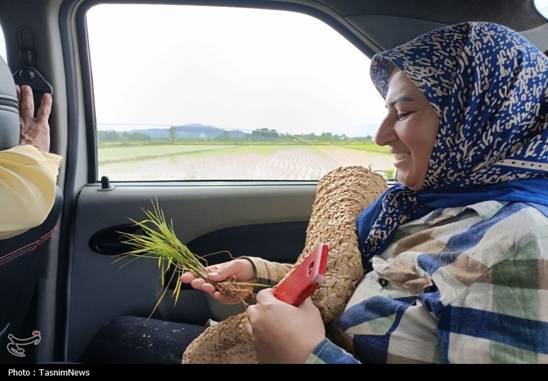 اخبار استان گیلان , کشاورزی , واردات برنج ,