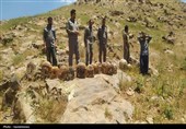 بازگشت پرندگان نجات‌یافته به طبیعت؛ 19 بال برای احیای حیات وحش سقز