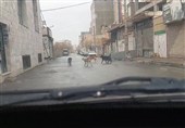صورت مسئله با ویدئو پاک نمی‌شود؛ پرونده سگ‌های ولگرد و مسئولیت شهرداری