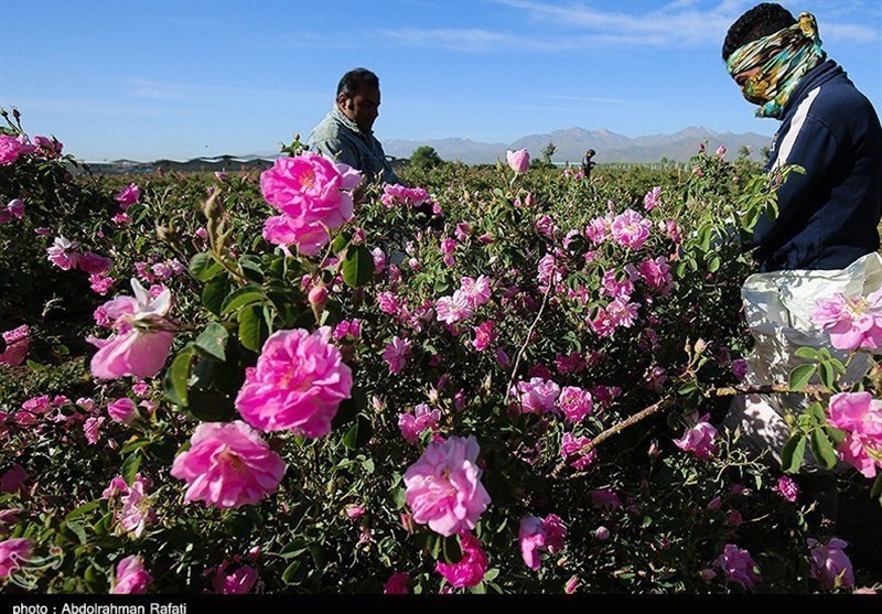 استان لرستان , اخبار استان لرستان ,