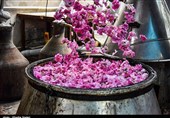 راز هزار ساله گلاب ایرانی که جهان را شیفته کرد/ روایت تمدنی گل محمدی