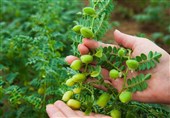 کنترل آفات در نخودزارهای لرستان؛ رهاسازی 2000 زنبور در هر هکتار