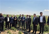 90 درصد مزارع سیب زمینی اردبیل تحت پوشش آبیاری نوین
